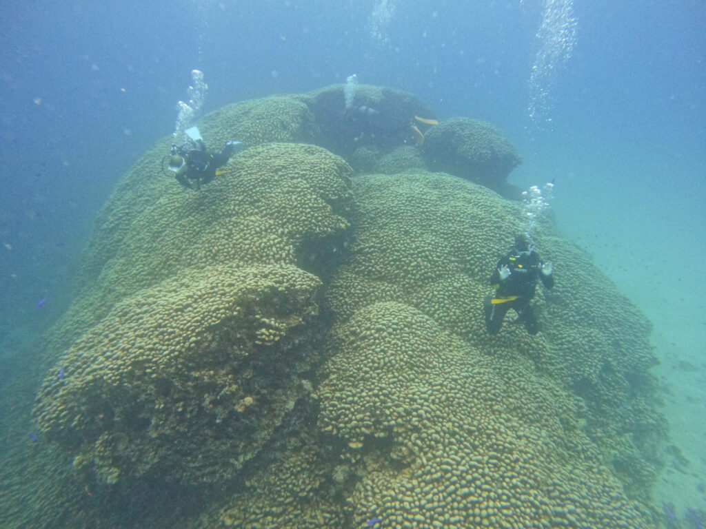 大仏サンゴ_奄美大島