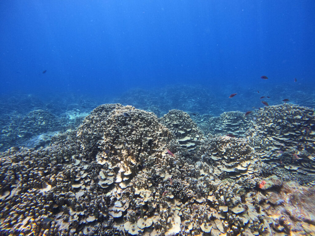 サンゴ_奄美大島