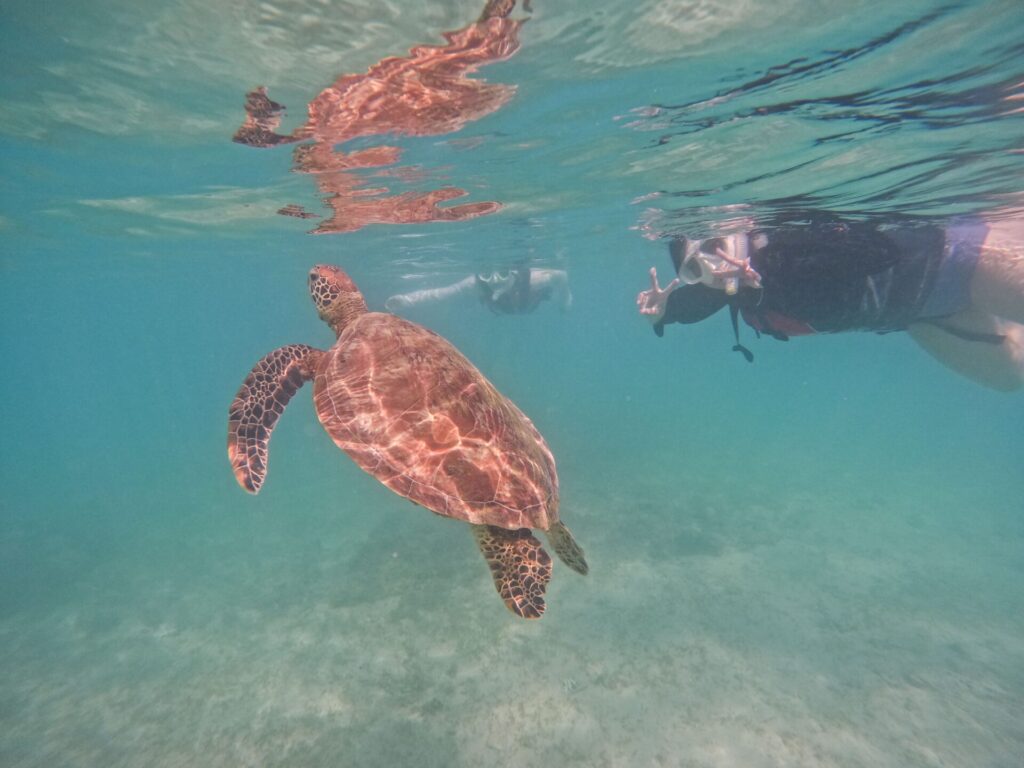 ウミガメシュノーケル_奄美大島