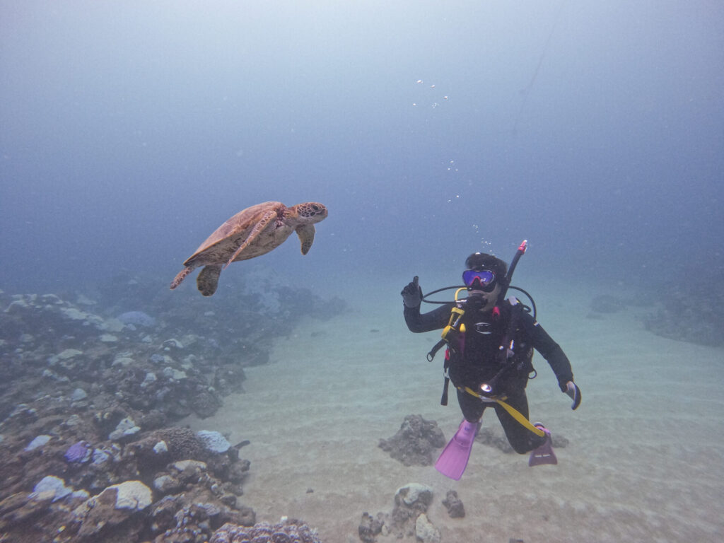 アオウミガメ_奄美大島