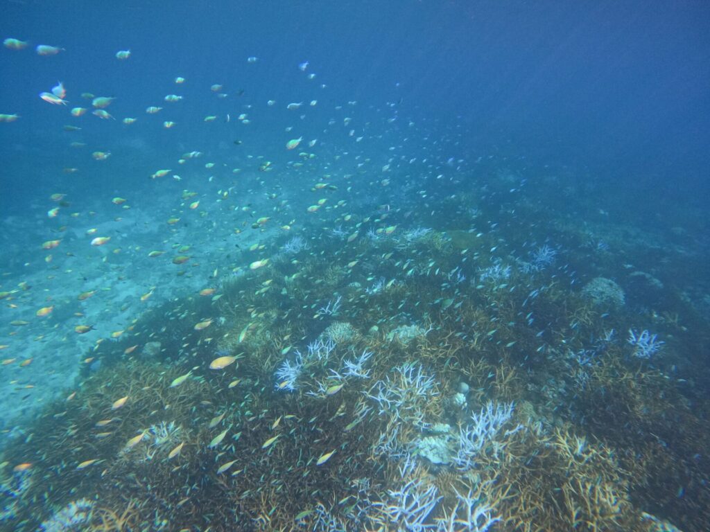 ボートシュノーケリングの風景_奄美大島