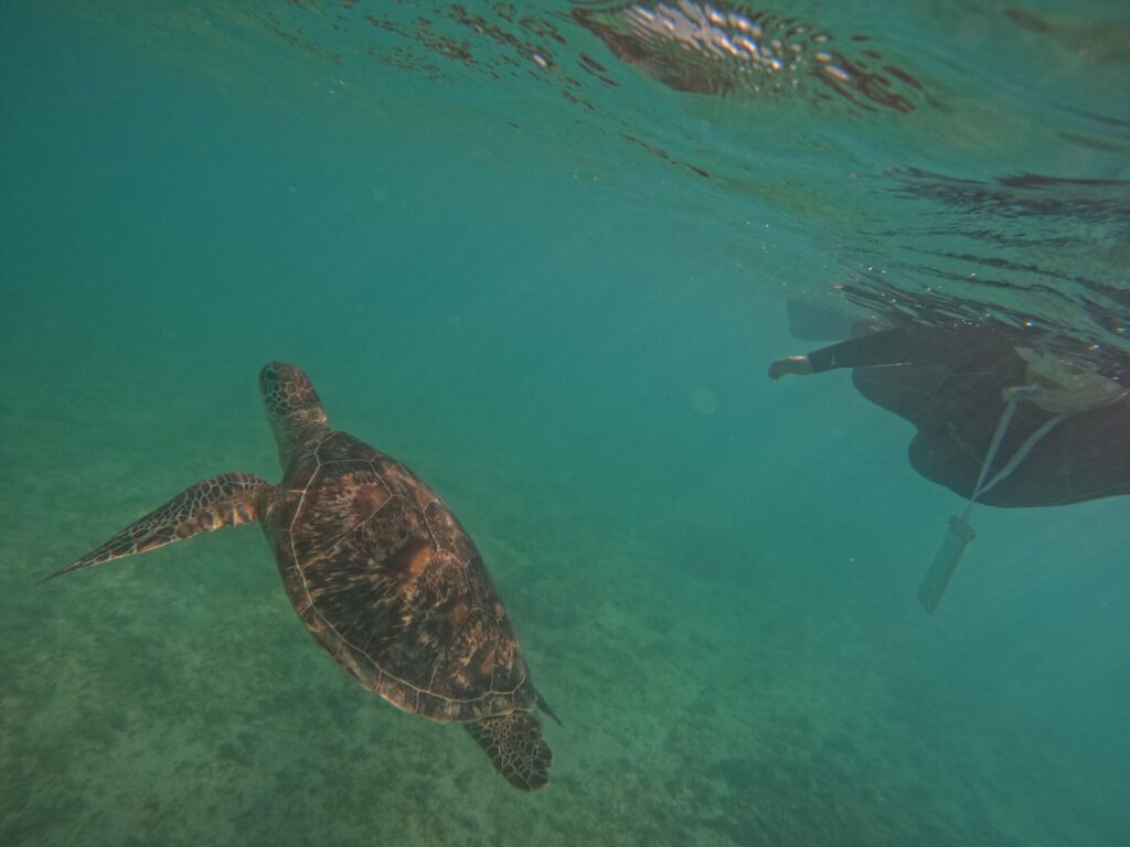 ウミガメシュノーケリング_奄美大島