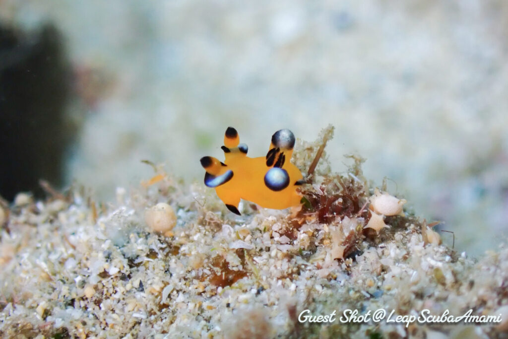 ウミウシダイビング_奄美大島_ウデフリツノザヤウミウシ