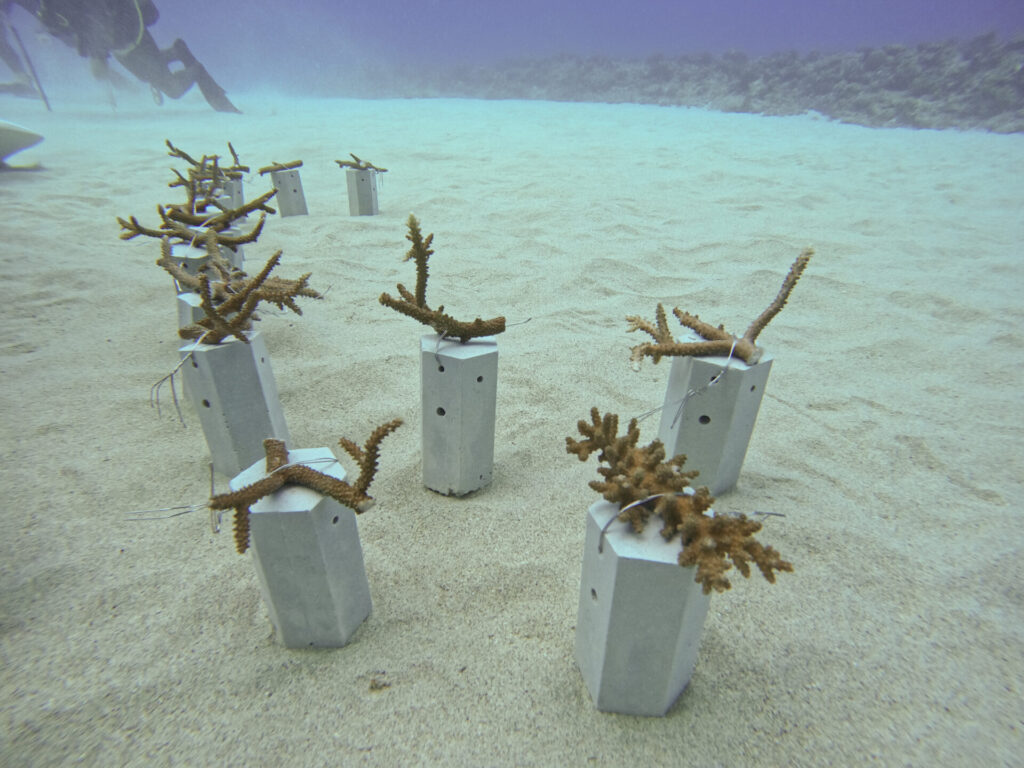 サンゴの養殖_奄美大島