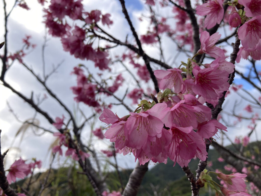 寒緋桜