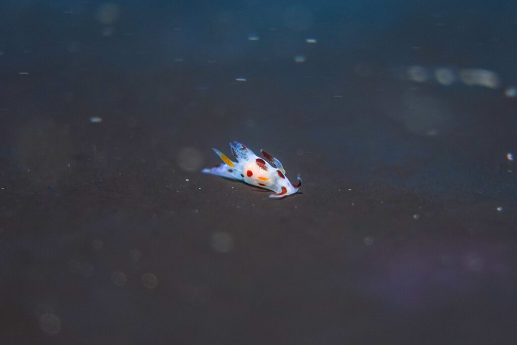 ツガルウミウシ属の1種19