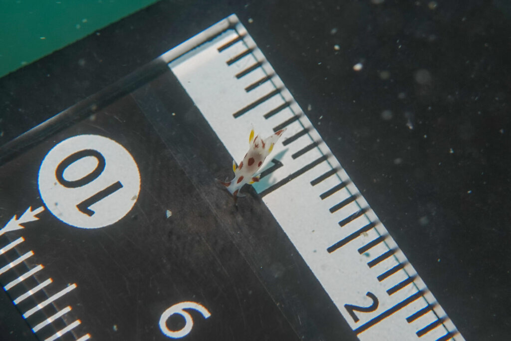 ツガルウミウシ属の1種19