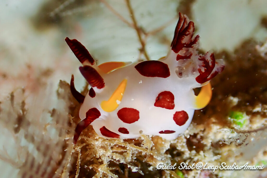 ツガルウミウシ属の1種19