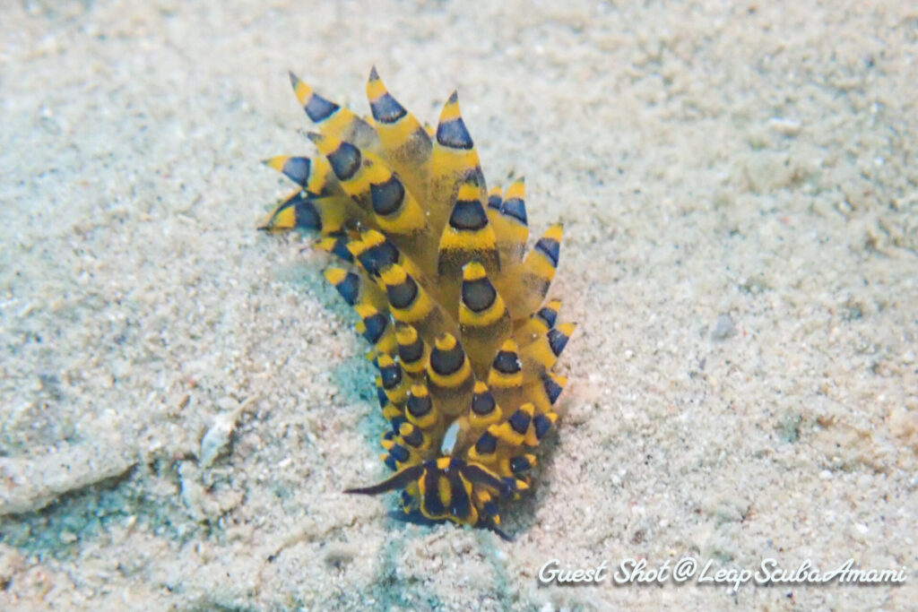 ミナミアオモウミウシ