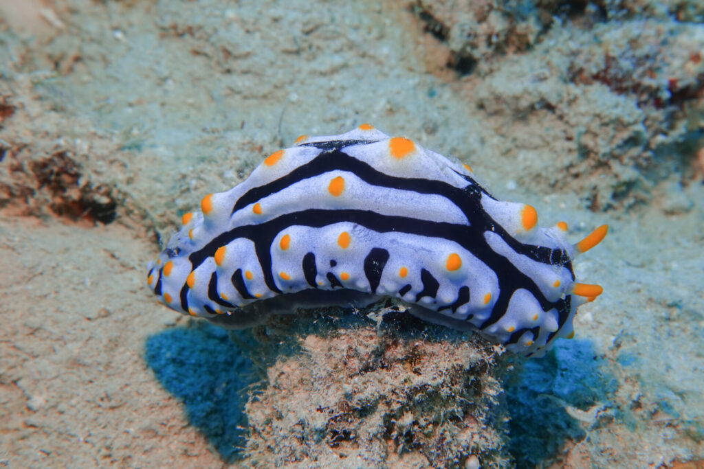 タテヒダイボウミウシ
