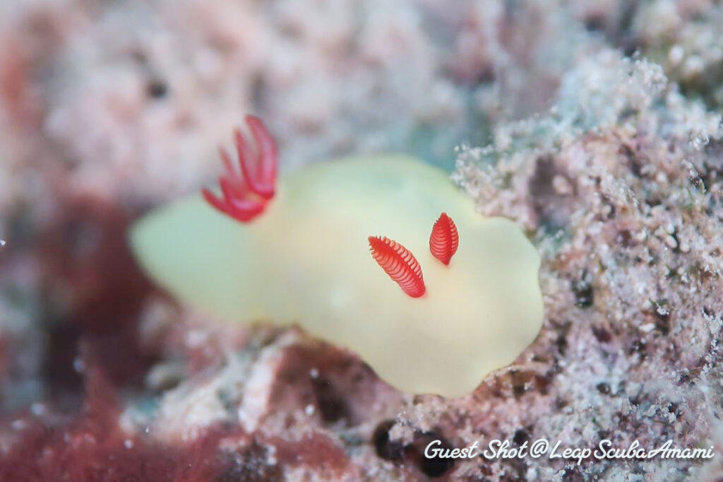 ラボウトウミウシ