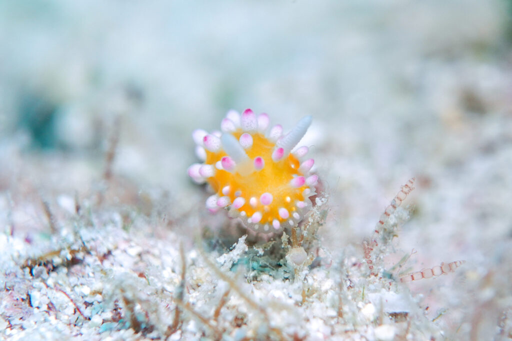 ついつい撮ってしまうかわいさ イガグリウミウシ