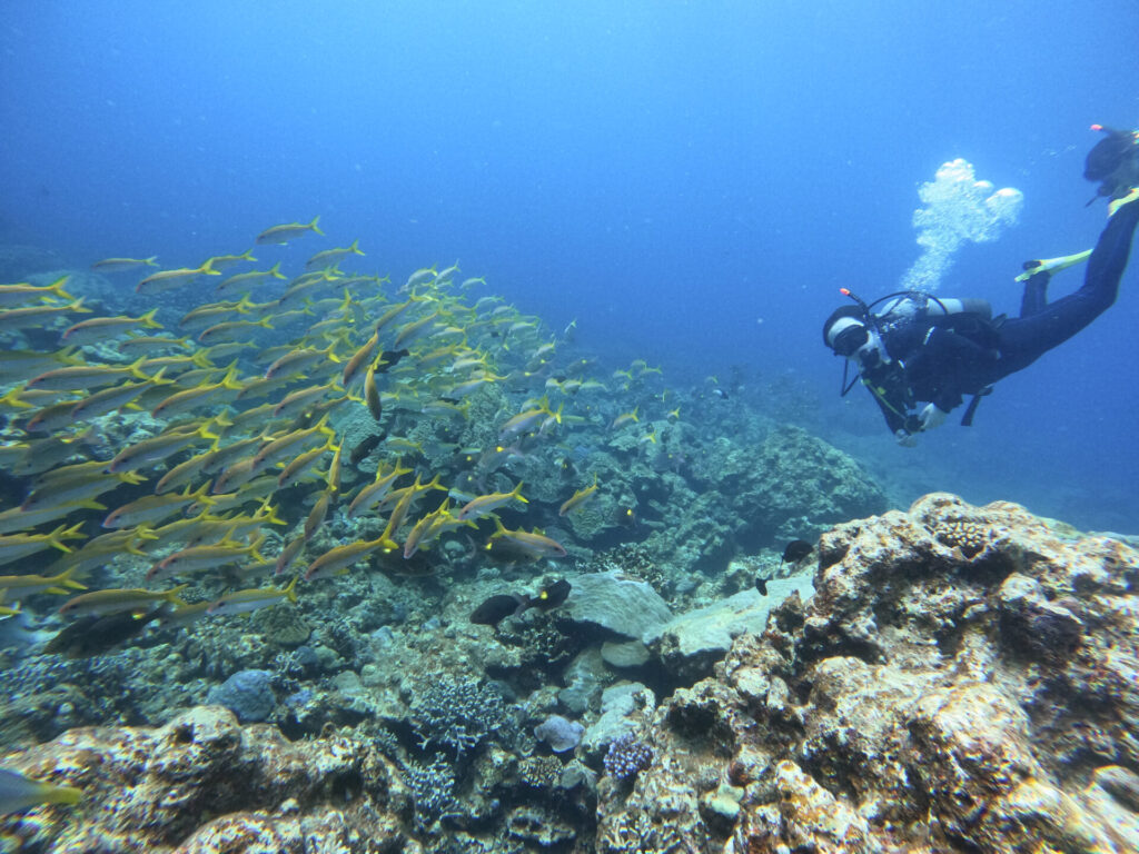魚の群れとのんびり