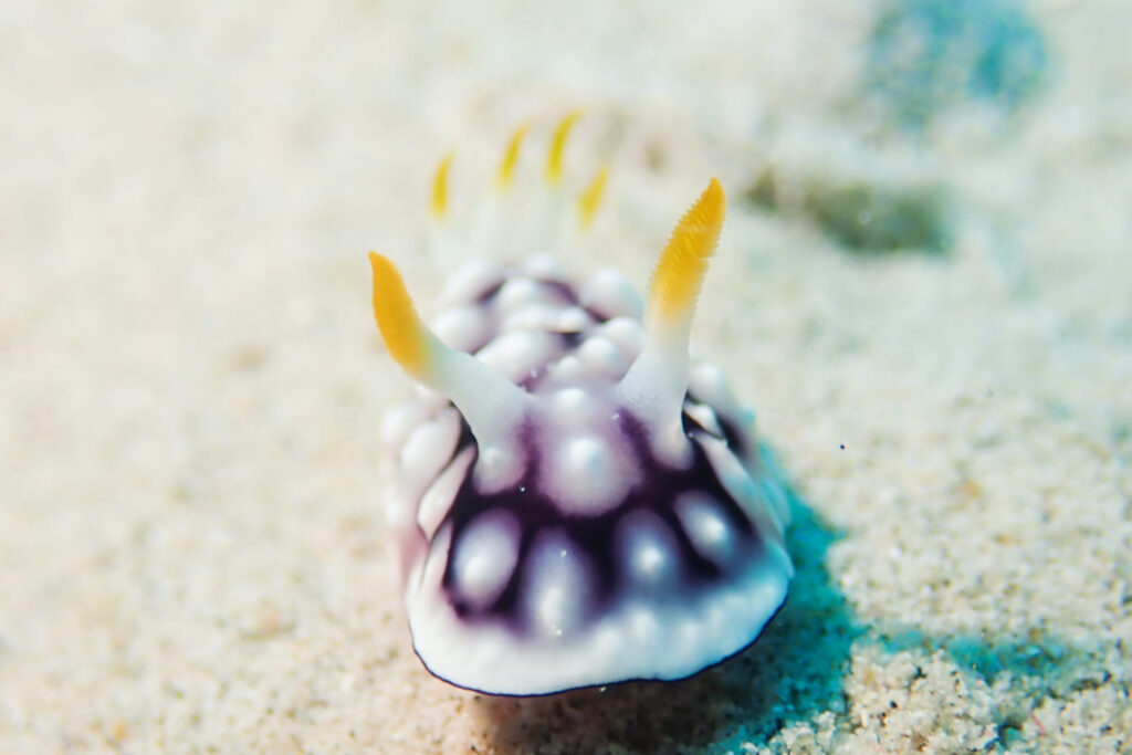 推しは推せるときに推せ
ウミウシ少ない季節でもいてくれるありがたい存在キカモヨウウミウシ