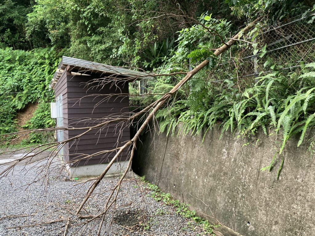 枯れ木の倒木