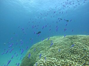 大仏サンゴとハナゴイ