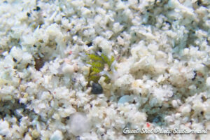 クサイロモウミウシ