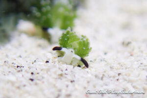 ウサギモウミウシ