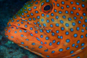 ユカタハタとベンテンコモンエビ