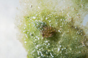 クサイロモウミウシ