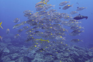 ノコギリダイの群れ