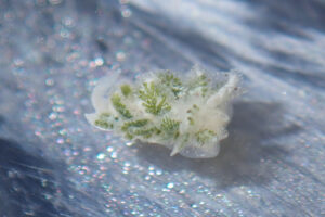 お初!カサノリタマナウミウシ