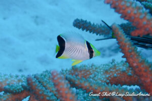 ガイド人生で初めて紹介した気がするヤリカタギの幼魚