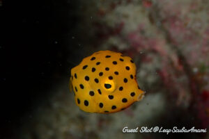 リクエストのミナミハコフグ幼魚