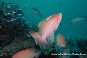 ケラマハナダイ レンタルカメラを使いこなすゲストさん！