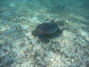今日もいてくれてありがっさまなウミガメ