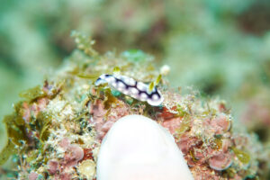 指定規 キカモヨウウミウシ