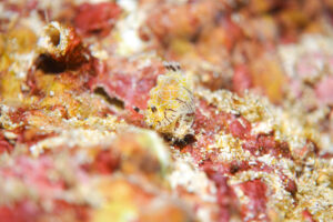 シロスジヒオドシウミウシ