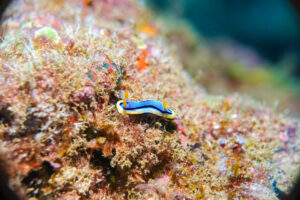 アンナウミウシ