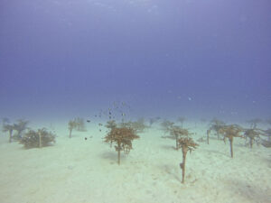 サンゴの養殖