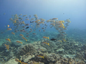 ファンダイビングの風景