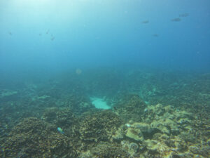 ファンダイビングの風景