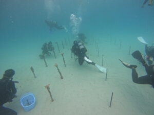 サンゴの移植作業風景