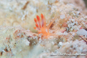 今日のヒット!ハナシロミノウミウシ?