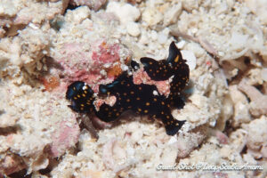 かわいいサイズのクマドリカエルアンコウ