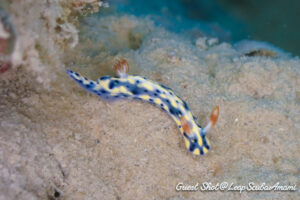 ホシゾラウミウシ