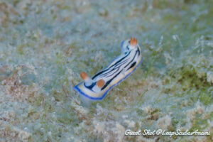 リュウモンイロウミウシ