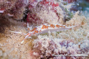 ヒブサミノウミウシ