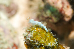 ケラマミノウミウシ