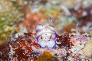 マダライロウミウシの幼体