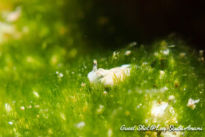 草原にたたずむツノクロミドリガイ