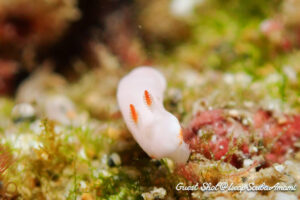 シロウサギは定番の触角ピントで！