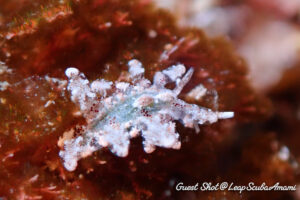 初めてみるウミウシってどこがどこだかわからないですよね...ソウゲンウミウシ