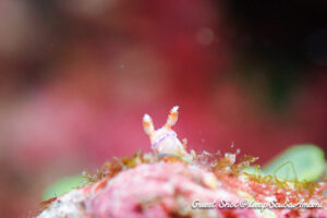 背景抜けてていい感じ！
アジサイイロウミウシ