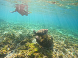 ウミガメシュノーケリング中の風景