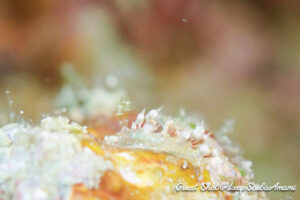 ネアカミノウミウシ